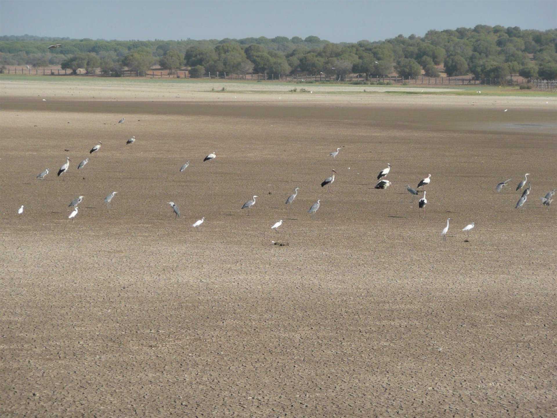 Imagen de archivo de la marisma de Doñana seca.