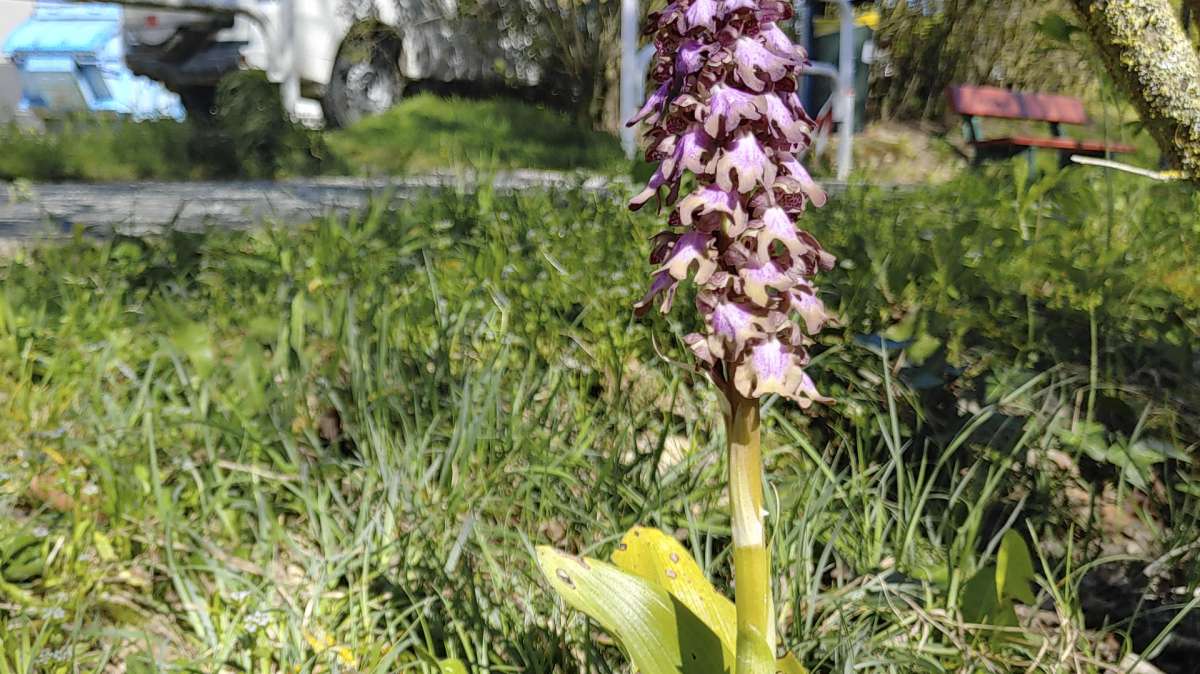 Ejemplar de la orquídea Barlia Robertiana.