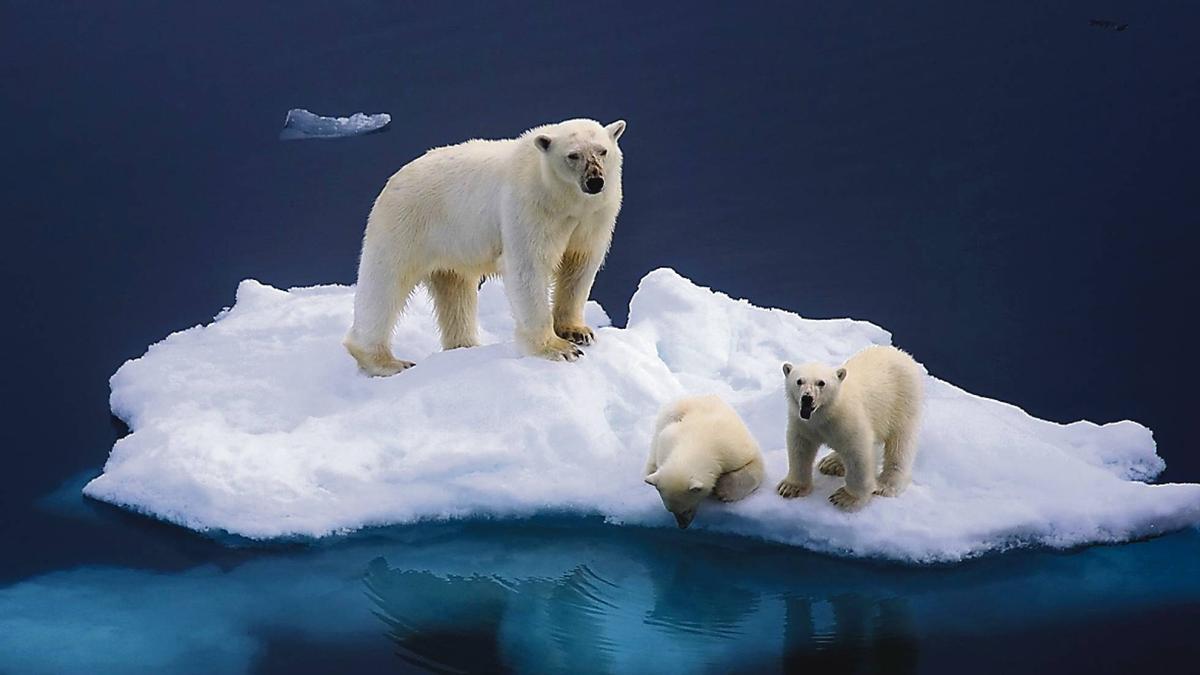 Osos polares en sobre un hielo cada vez menos abundante.