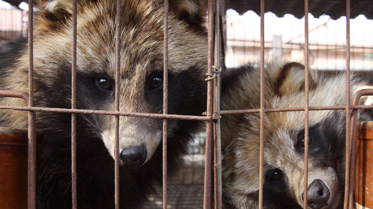 La OMS revela que China tiene guardada información sobre el origen de la pandemia: ¿Los perros mapache?
