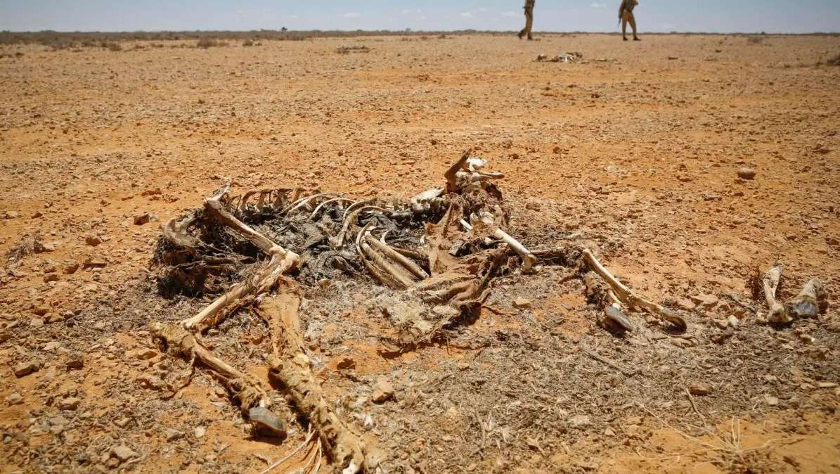 Vista del esqueleto de un animal durante un periodo de sequía en Somalia, en una imagen de archivo.