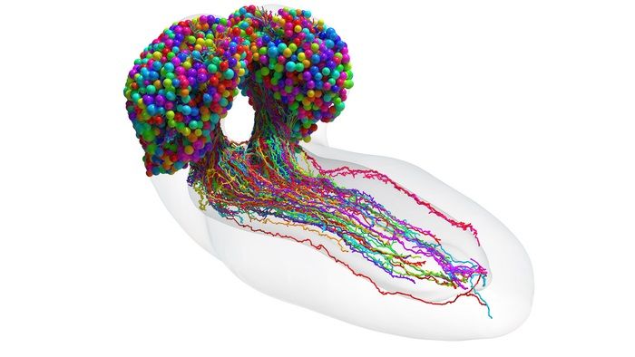 Primer paso para entender la mente humana: completan el primer mapa del cerebro de un insecto