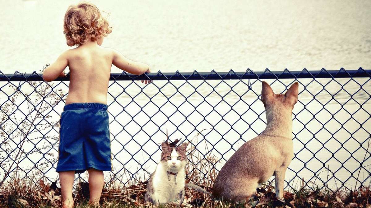 Un niño con un gato y un perro.