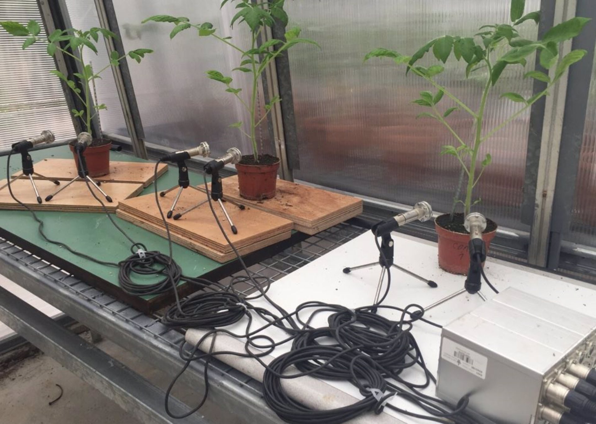 Una foto de tres plantas de tomate cuyos sonidos se están grabando en un invernadero