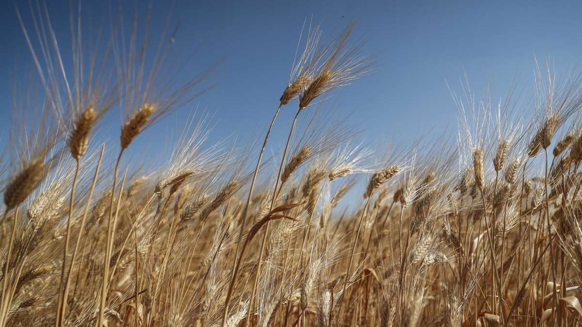 Ucrania La crisis del cereal se extiende por el este de Europa.