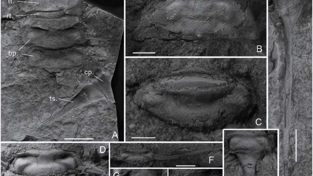 Imagen del fósil de un nuevo artrópodo de agua dulce en el estrato del Silúrico Tardío en Xinjiang, oeste de China.