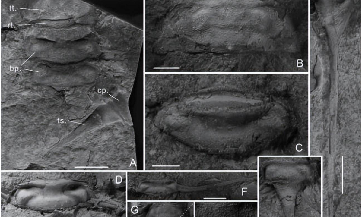 Imagen del fósil de un nuevo artrópodo de agua dulce en el estrato del Silúrico Tardío en Xinjiang, oeste de China.