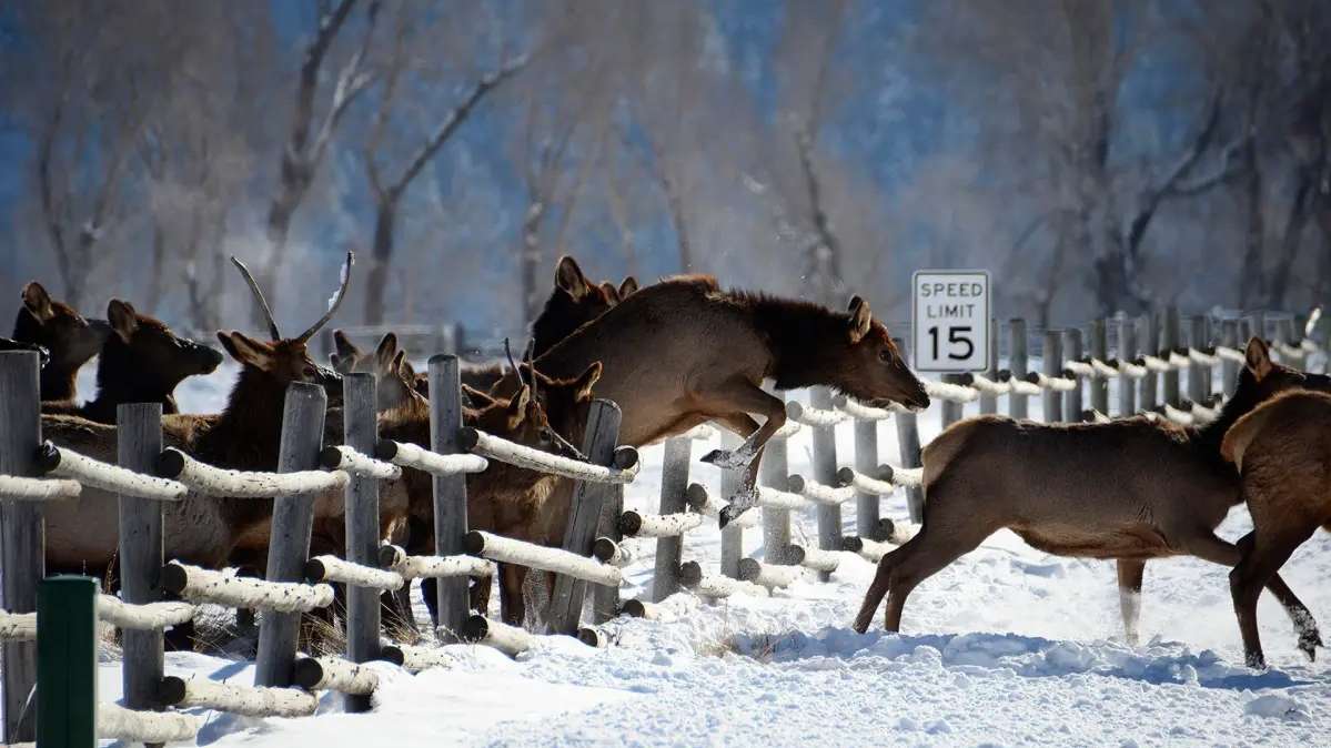 Una manada de wapitíes (ciervo canadiense) saltando la valla de una carretera en Wyoming (EE.UU).