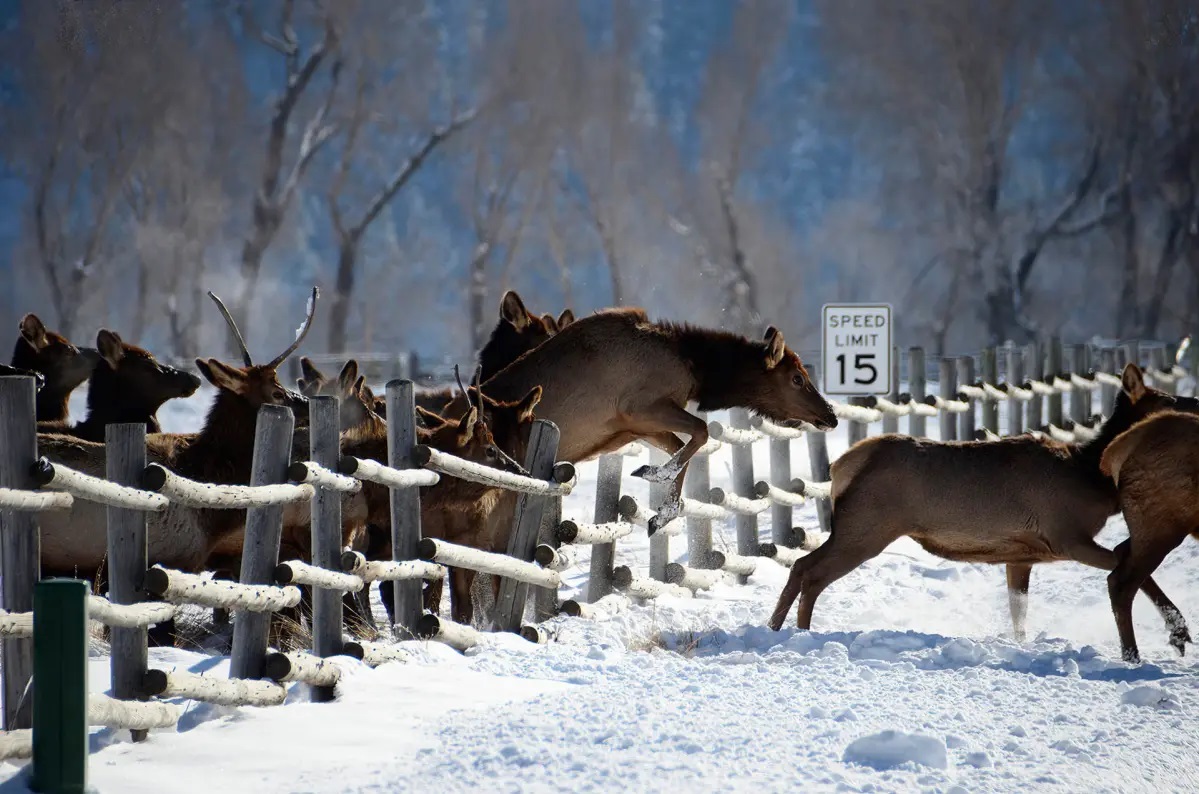 Una manada de wapitíes (ciervo canadiense) saltando la valla de una carretera en Wyoming (EE.UU).