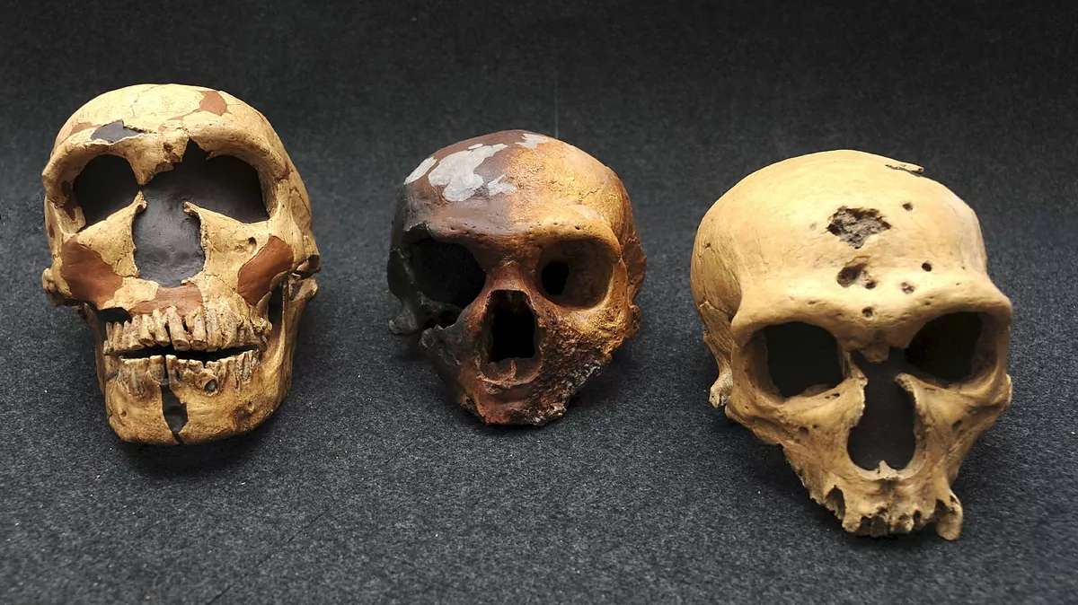 Imagen de archivo de cráneos usados en 2010 para descifrar el genoma neandertal.