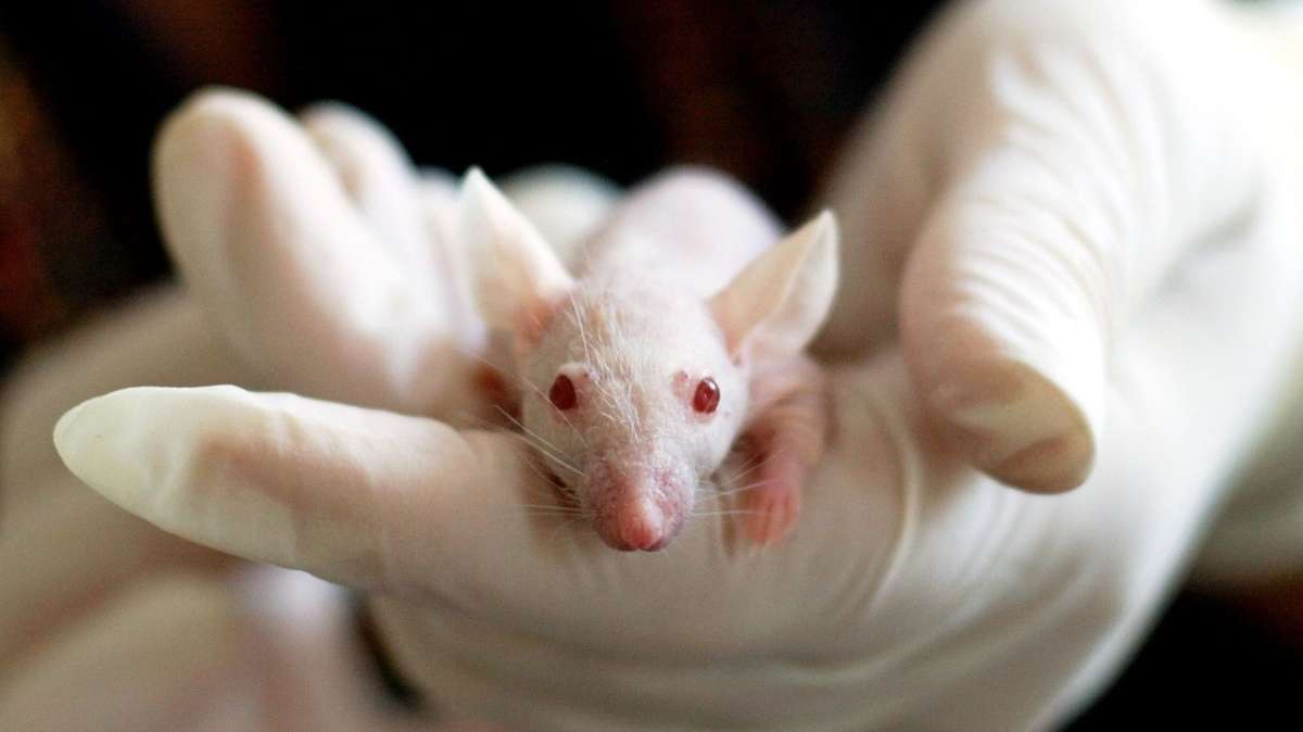 Virus de Epstein-Barr: una vacuna experimental logra resultados "prometedores" en ratones