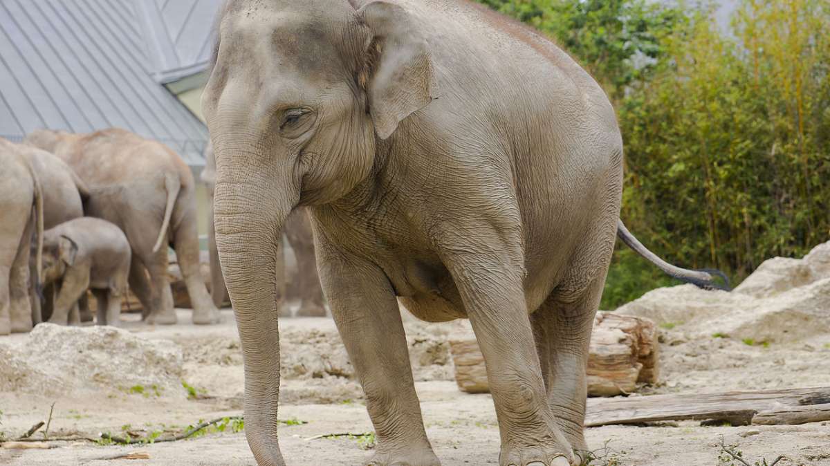 Un elefante detecta un alijo de opio y 'avisa' a las autoridades en China