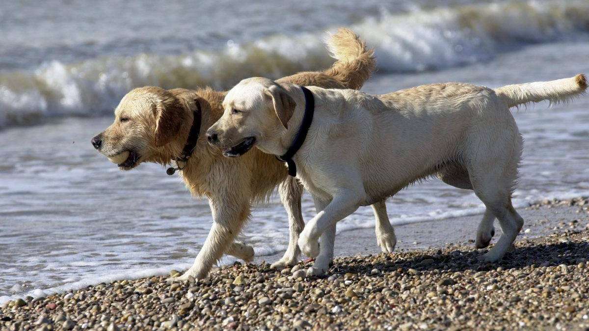 La nueva Ley de Bienestar Animal exige un seguro obligatorio para perros.