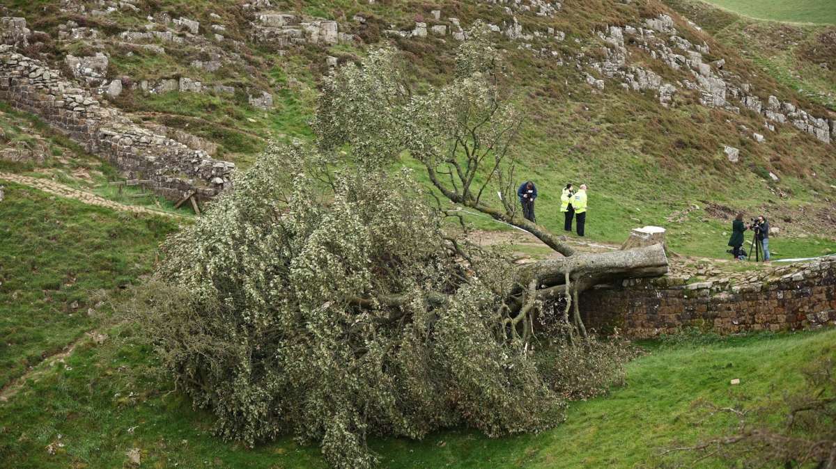 Un adolescente, detenido por talar el "árbol de Robin Hood" en Reino Unido