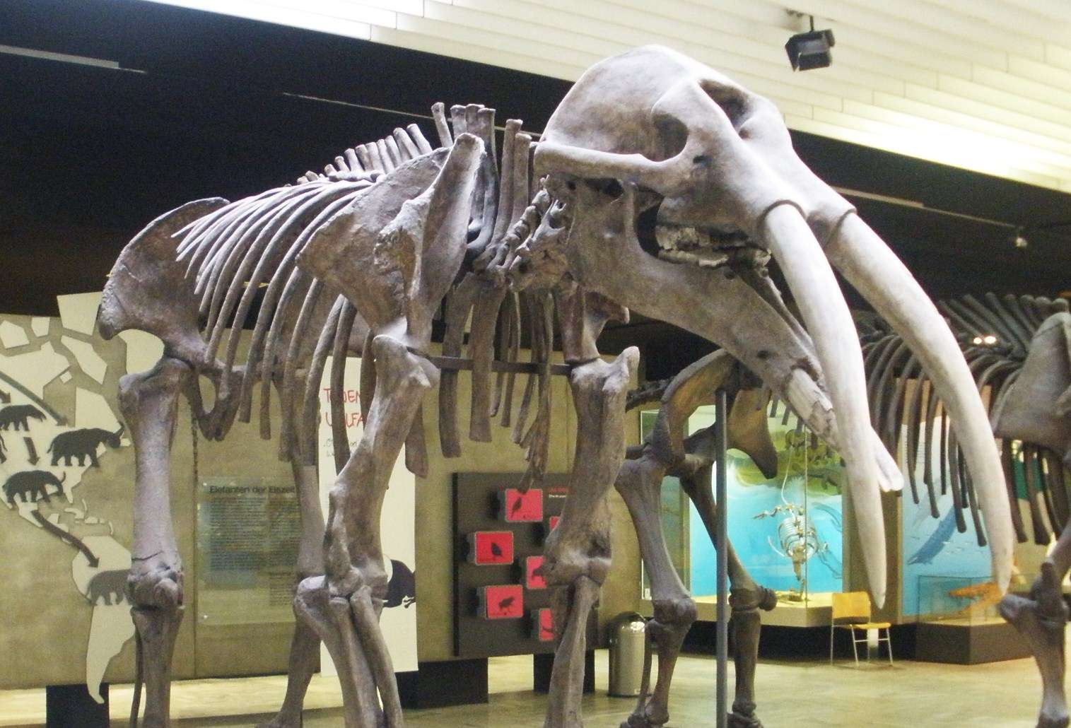 Un ejemplar de Gomphotherium angustidens, antepasado del elefante africano.