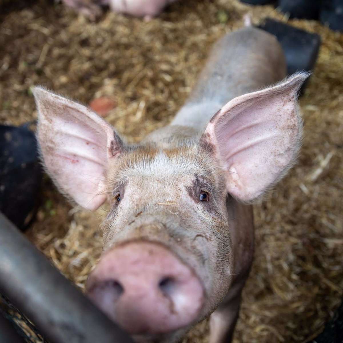 Un cerdo en una granja