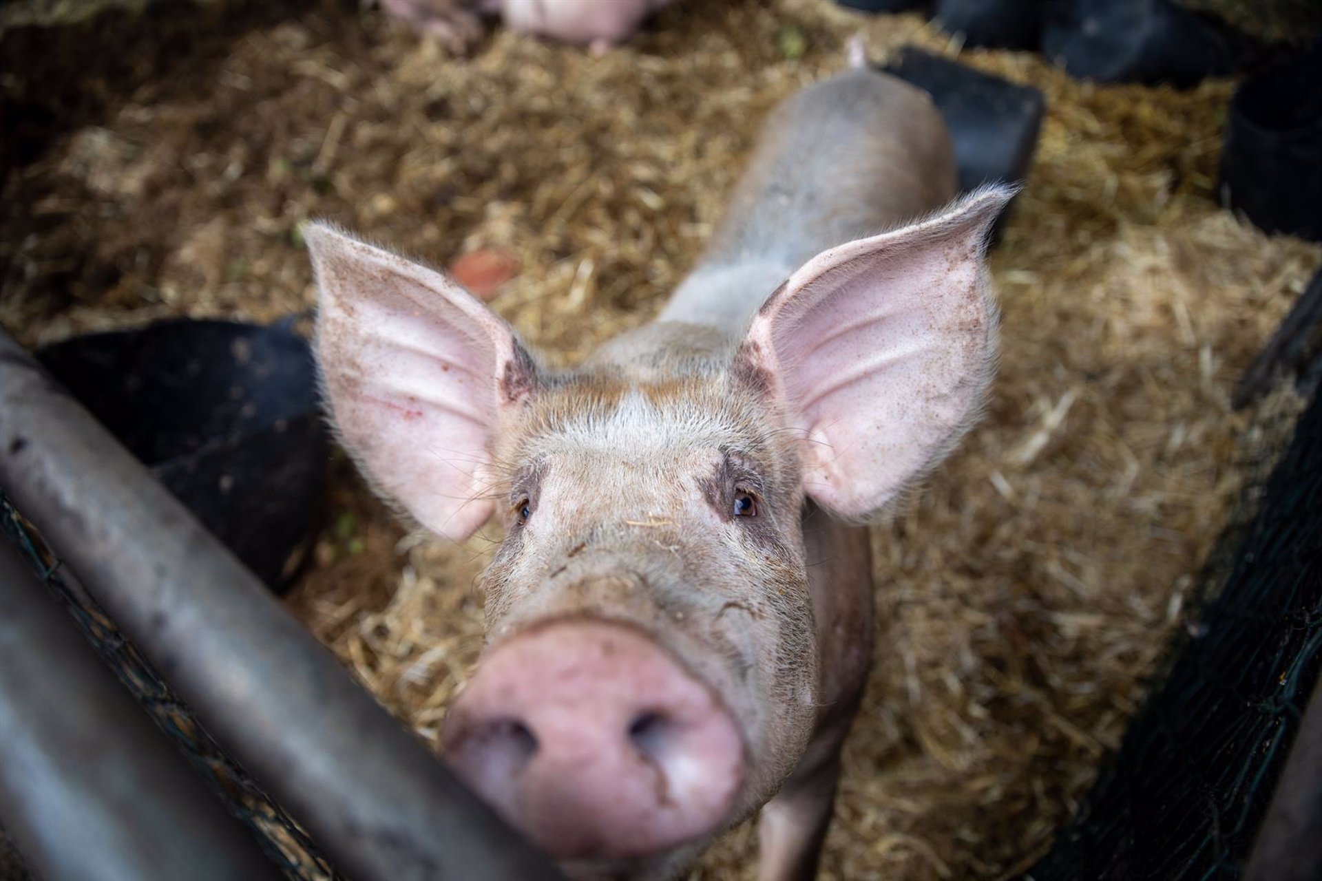 Un cerdo en una granja