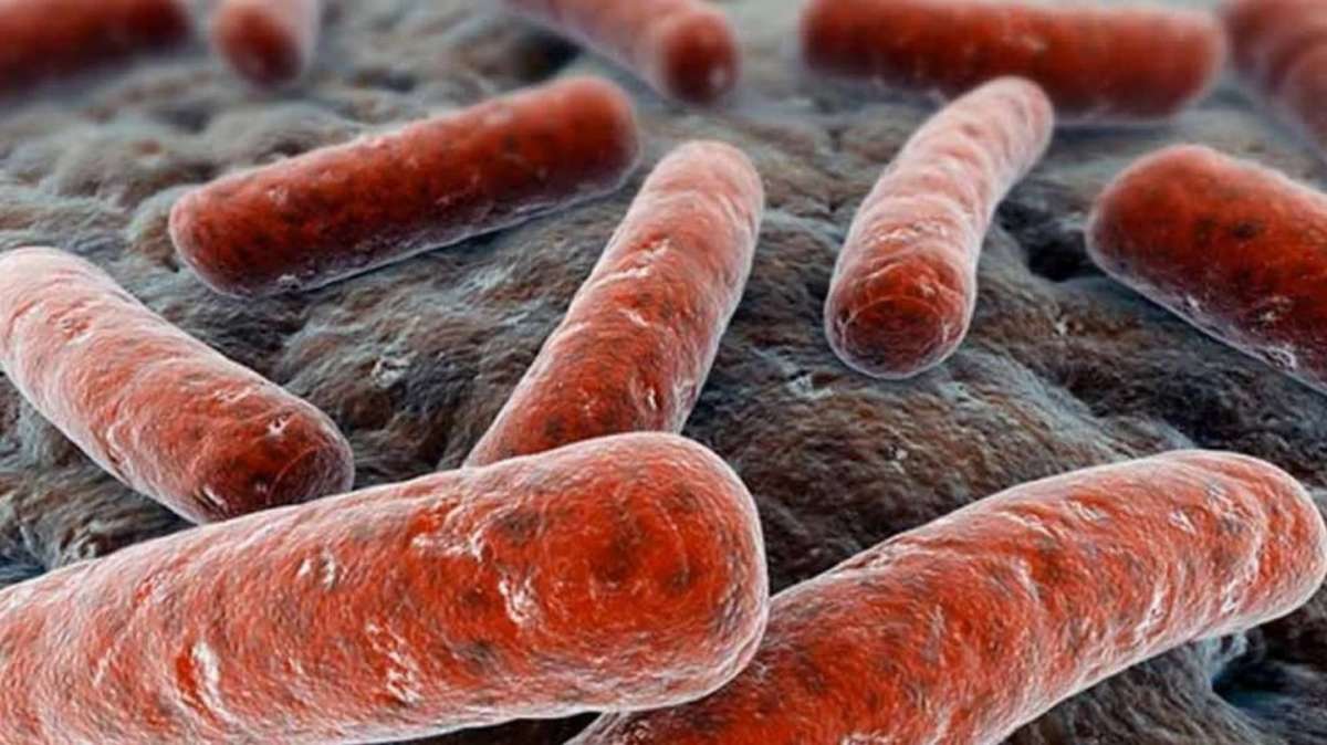 Recreación de la bacteria Mycobacterium tuberculosis que causa la infección pulmonar.